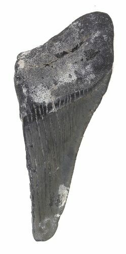 Partial, Megalodon Tooth - Georgia #48940